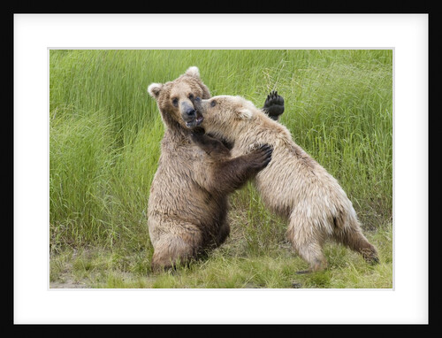 Pair of Brwon (Grizzly) Bears play fighting by Anonymous
