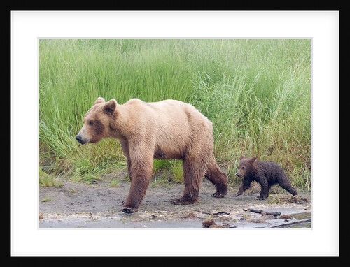 Brown (Grizzly) Bear mother and cub by Anonymous