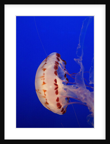 Purple-Striped Jelly by Anonymous