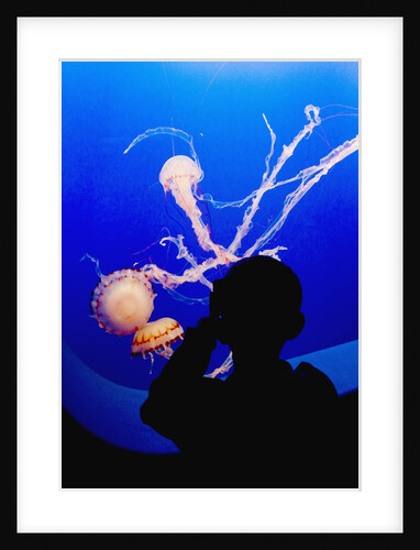 Little boy photographs display of jellys by Anonymous