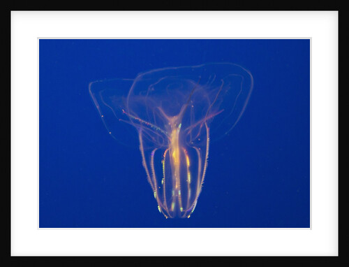 Comb Jelly by Anonymous