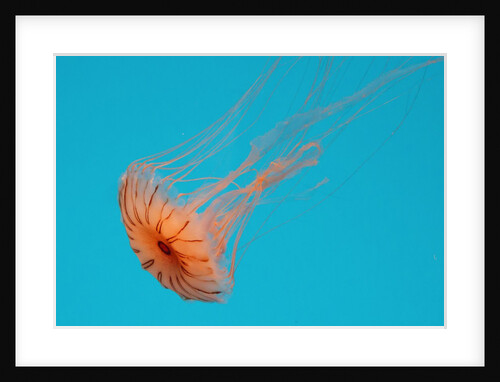 Japanese Sea Nettle by Anonymous