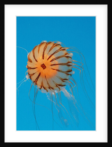 Japanese Sea Nettle by Anonymous