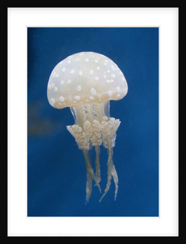 Spotted Jellly by Anonymous