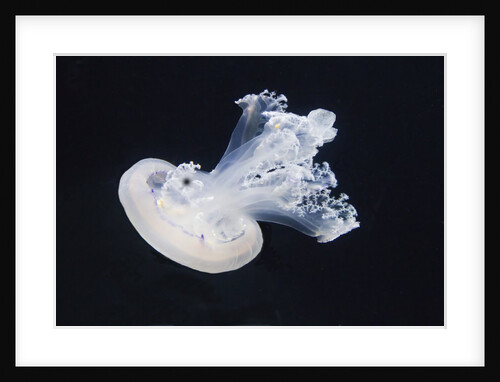 Barrel Jelly by Anonymous