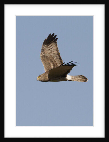 Northern Harrier in flight by Anonymous