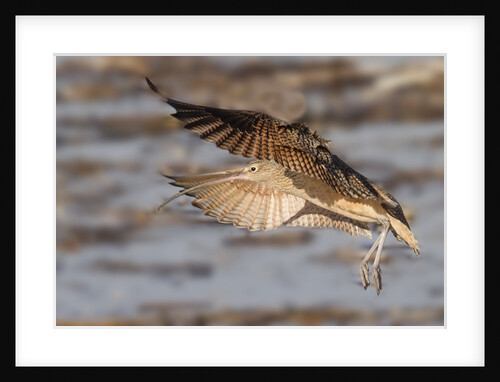 Long-Billed Curlew landing by Anonymous