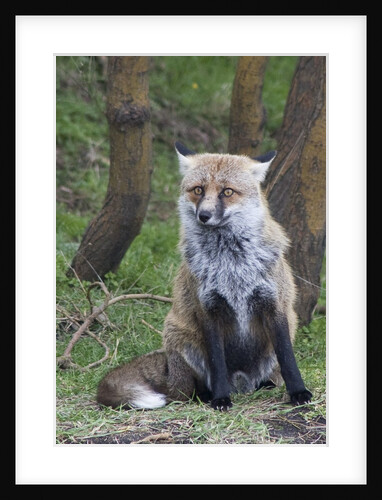 Red Fox by Anonymous