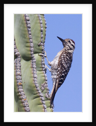 Ladder-Backed Woodpecker by Anonymous