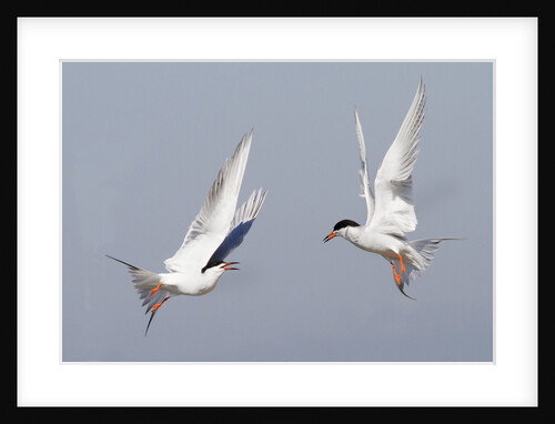 Forster's Tern in a territorial dispute by Anonymous