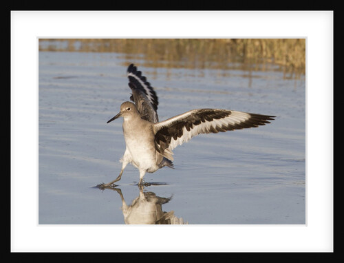 Willet landing by Anonymous