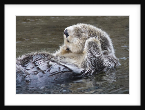 Southern Sea Ottter floats with paws out of the water by Anonymous