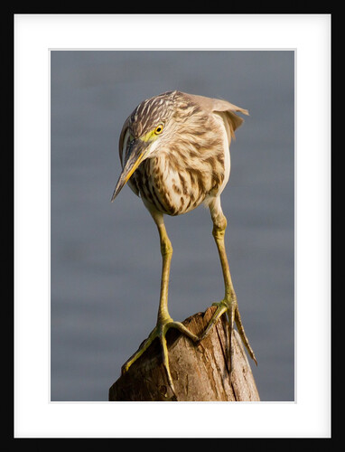 Indian Pond Heron by Anonymous
