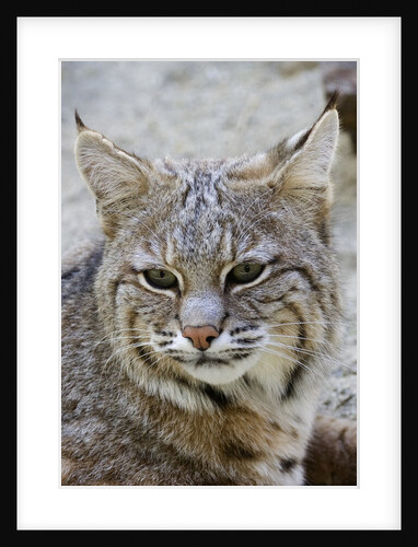 Bobcat closeup by Anonymous