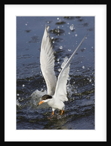 Forster's Tern emerges from underwater by Anonymous