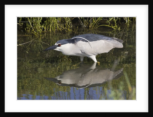 Black-Crowned Night-Heron hunting by Anonymous