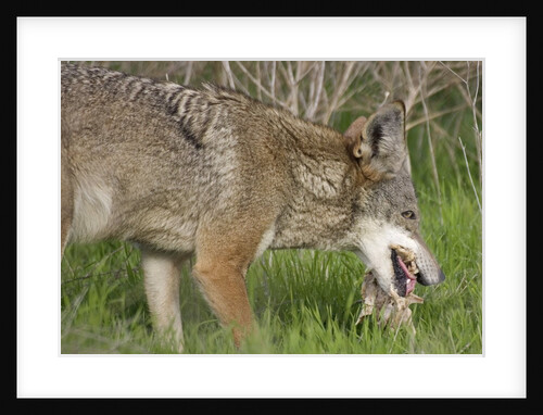 Coyote eating prey by Anonymous