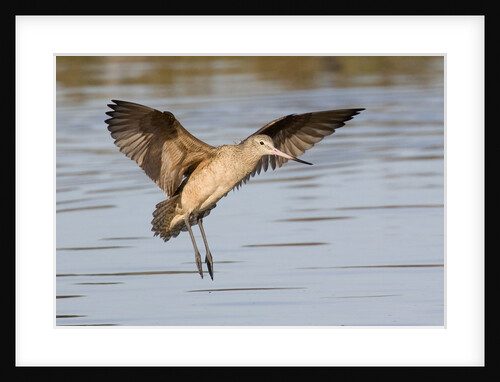 Marbled Godwit landing by Anonymous