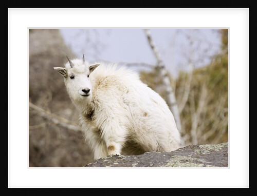 Mountain Goat Kid by Anonymous