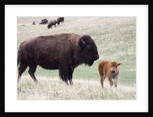 American Bison cow with calf by Anonymous