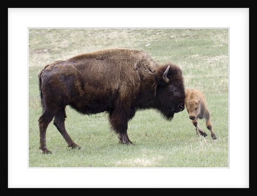 American Bison cow with calf by Anonymous