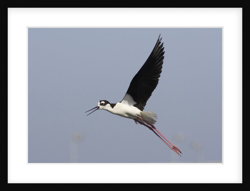 Black-Necked Stilt in flight by Anonymous
