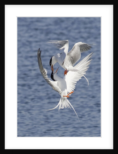 Forster's Terns fight in midair by Anonymous