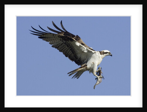 Osprey landing with fish in it's talons by Anonymous