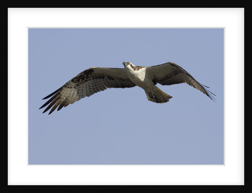Osprey in flight by Anonymous