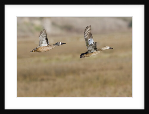 Blue-Winged Teal Ducks in flight by Anonymous