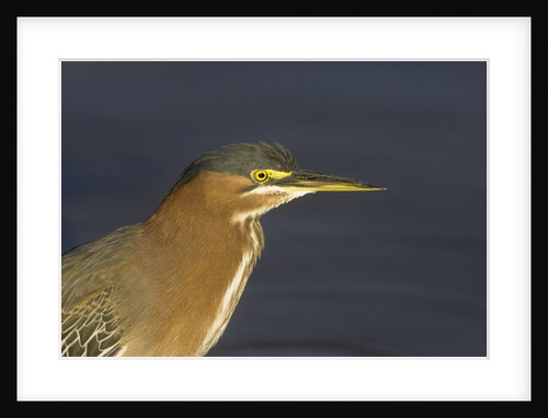 Green Heron closeup by Anonymous