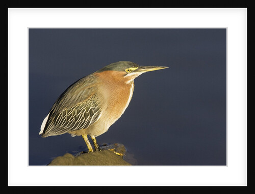 Green Heron by Anonymous