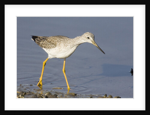 Greater Yellowlegs by Anonymous