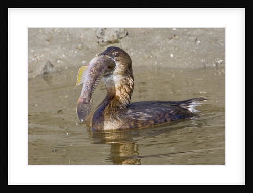 Pied-Billed Grebe tries to swallow a fish by Anonymous