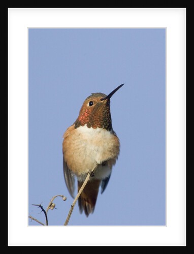 Rufous Hummingbird by Anonymous