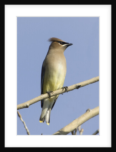 Cedar Waxwing by Anonymous