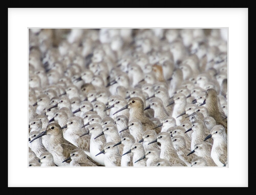 Flock of Western Sandpipers huddled together by Anonymous