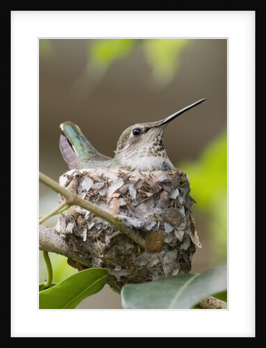 Anna's Hummingbird sits on eggs in her nest by Anonymous