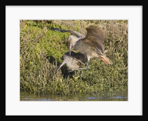 Marbled Godwits attacks another by Anonymous