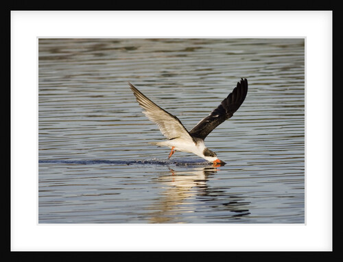 Juvenile Black Skimmer skimming by Anonymous