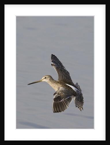 Short-Billed Dowitcher in flight by Anonymous