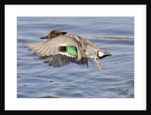 Male Green-Winged Teal Duck takes off by Anonymous