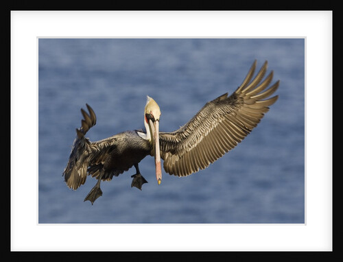 Brown Pelican landing by Anonymous