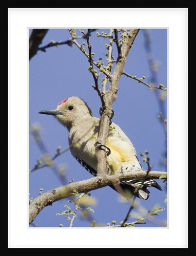 Gila Woodpecker by Anonymous