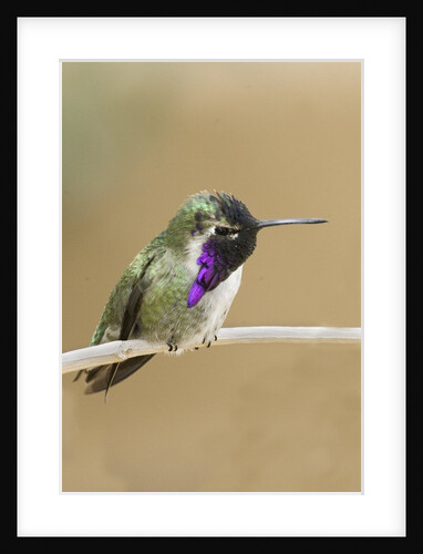 Costa's Hummingbird by Anonymous