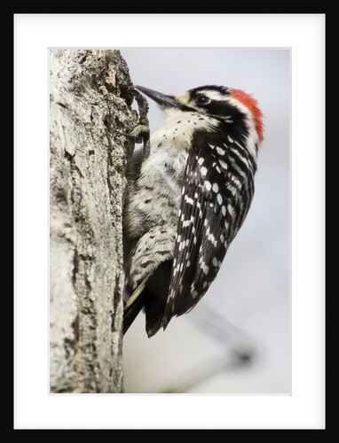 Nuttall's Woodpecker by Anonymous