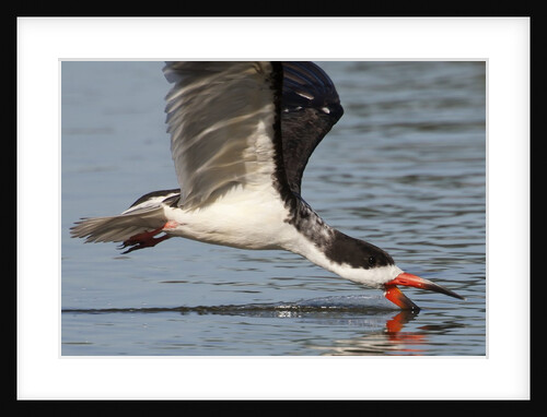 Black Skimmer closeup as it skims by Anonymous