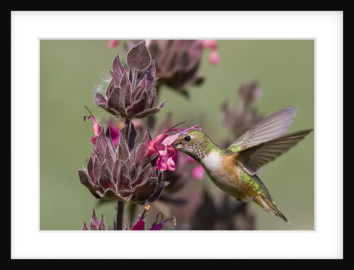 Rufous Hummingbird feeding on Hummingbird Sage by Anonymous