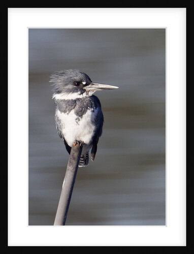 Belted Kingfisher by Anonymous