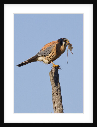 American Kestrel eating a rodent by Anonymous